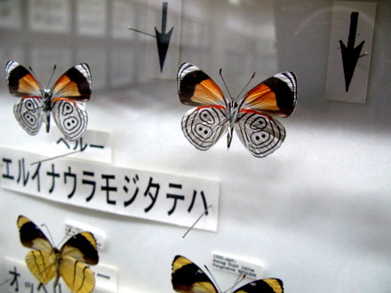 数字のある羽をもつ蝶
