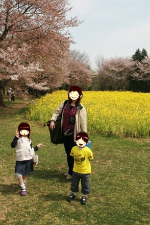 昭和記念公園の桜と菜の花