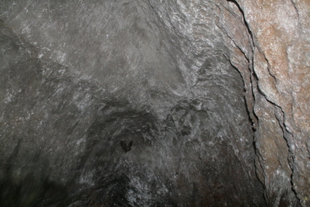 洞窟内のコウモリ