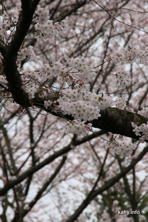 桜を見上げる