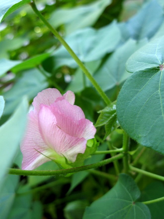 綿の花