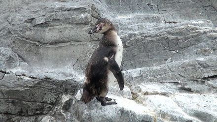 ペンギン