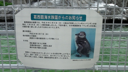 看板　フンボルトペンギン