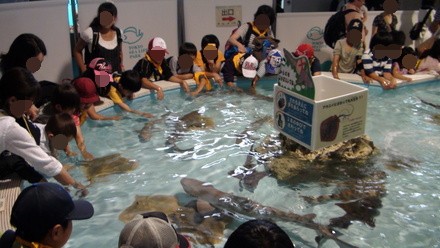 渚の生き物コーナー