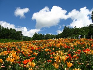 展望ゆり園の空とゆり