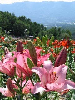 展望ゆり園ピンクのゆり