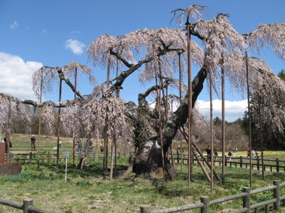 神田の大糸桜