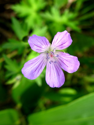 高原の花１