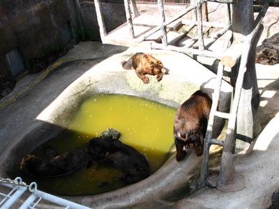 水につかる熊