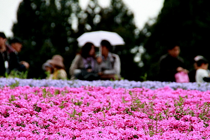 芝桜を楽しむ人々