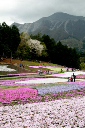 芝桜と秩父の山