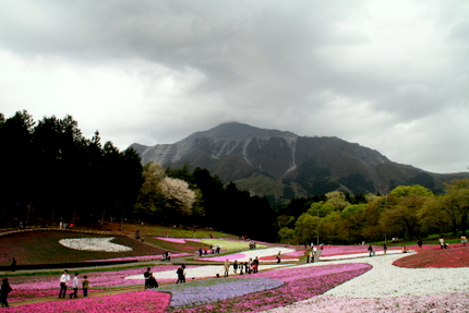 芝桜と秩父の山２