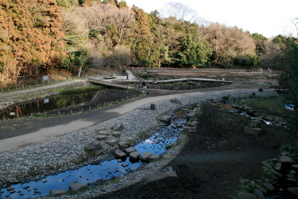 泉の森の湿性植物園