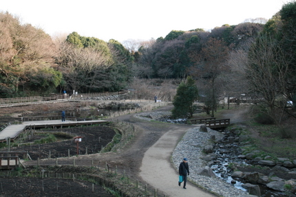 湿性植物園２