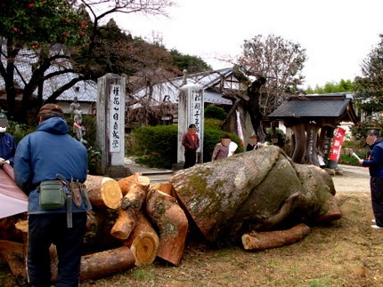 切られた舞鶴の松