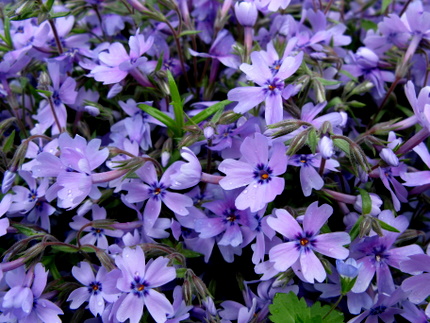 芝桜「オーキントンブルー」