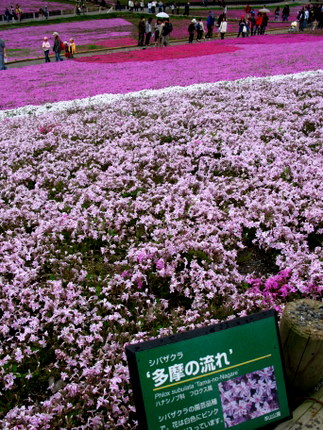 芝桜「多摩の流れ」