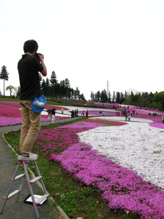 公的な写真撮影芝桜